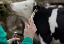 العلاج البيطري