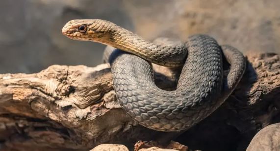 ثعابين في صحة سوهاج